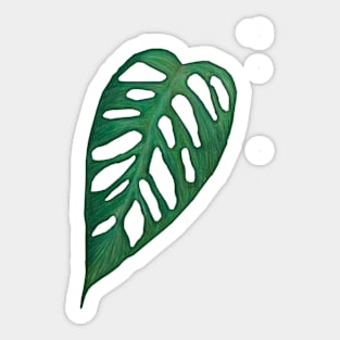 Monstera Adonsonii Leaf Sticker